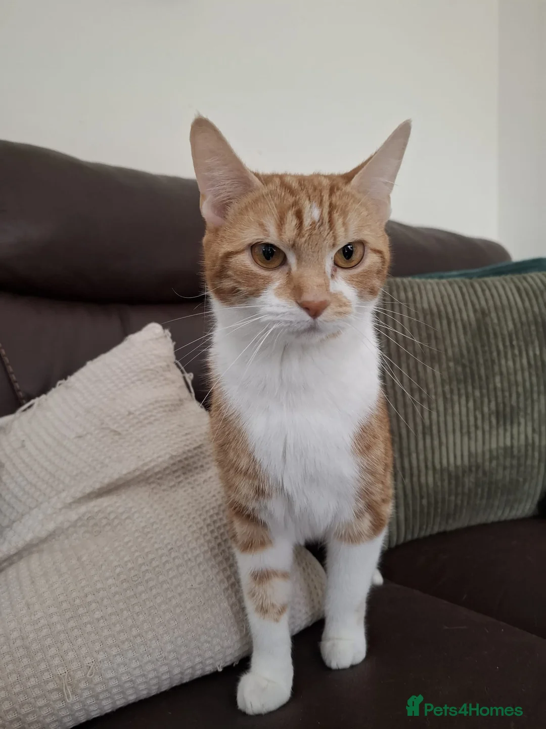 Mixed Breed cats for sale: Beautiful 1.5 Year Old Female Cat  - Advert 1