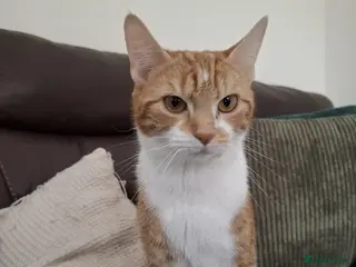 Mixed Breed cats Beautiful 1.5 Year Old Female Cat - Advert 1