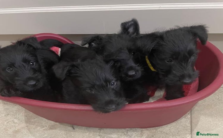 Scottish Terrier dogs - Advert 1