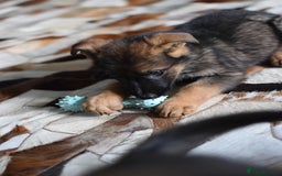 German Shepherd dogs for sale: German Shepherd Puppies - Image 17