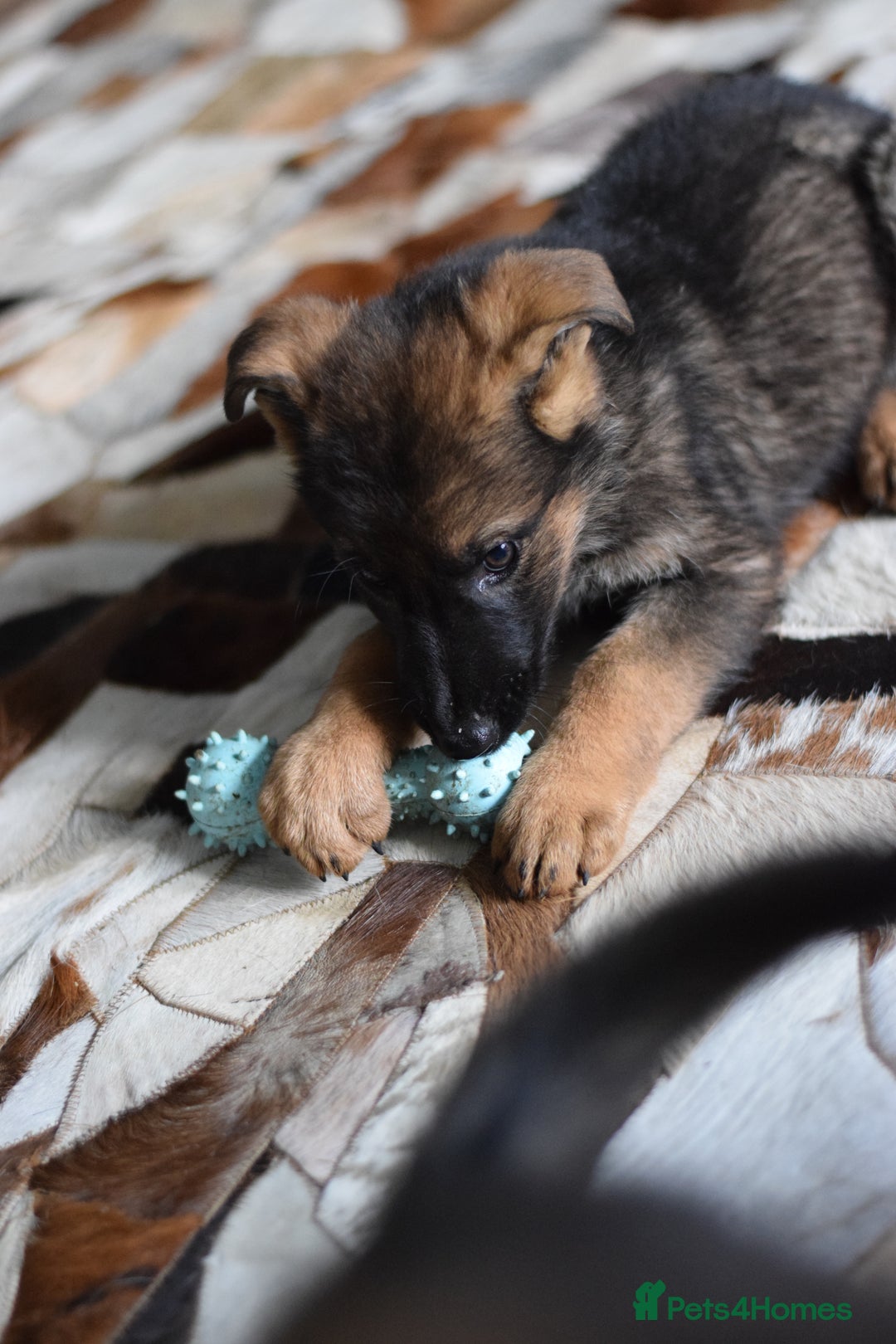 German Shepherd dogs for sale: German Shepherd Puppies - Image 17