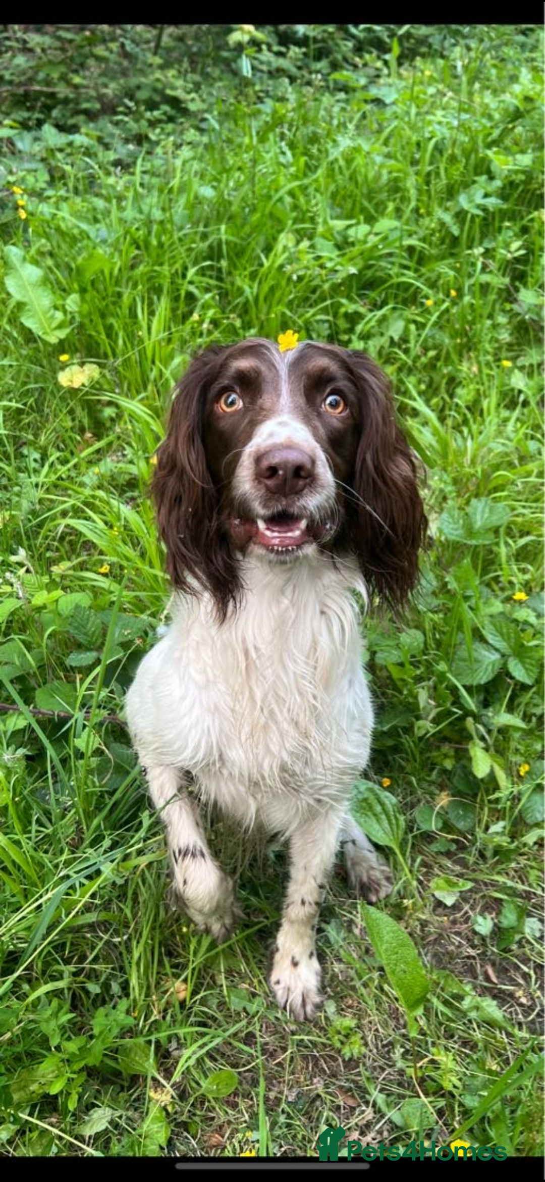 English Springer Spaniel dogs for stud: English springer spaniel  - Advert 4