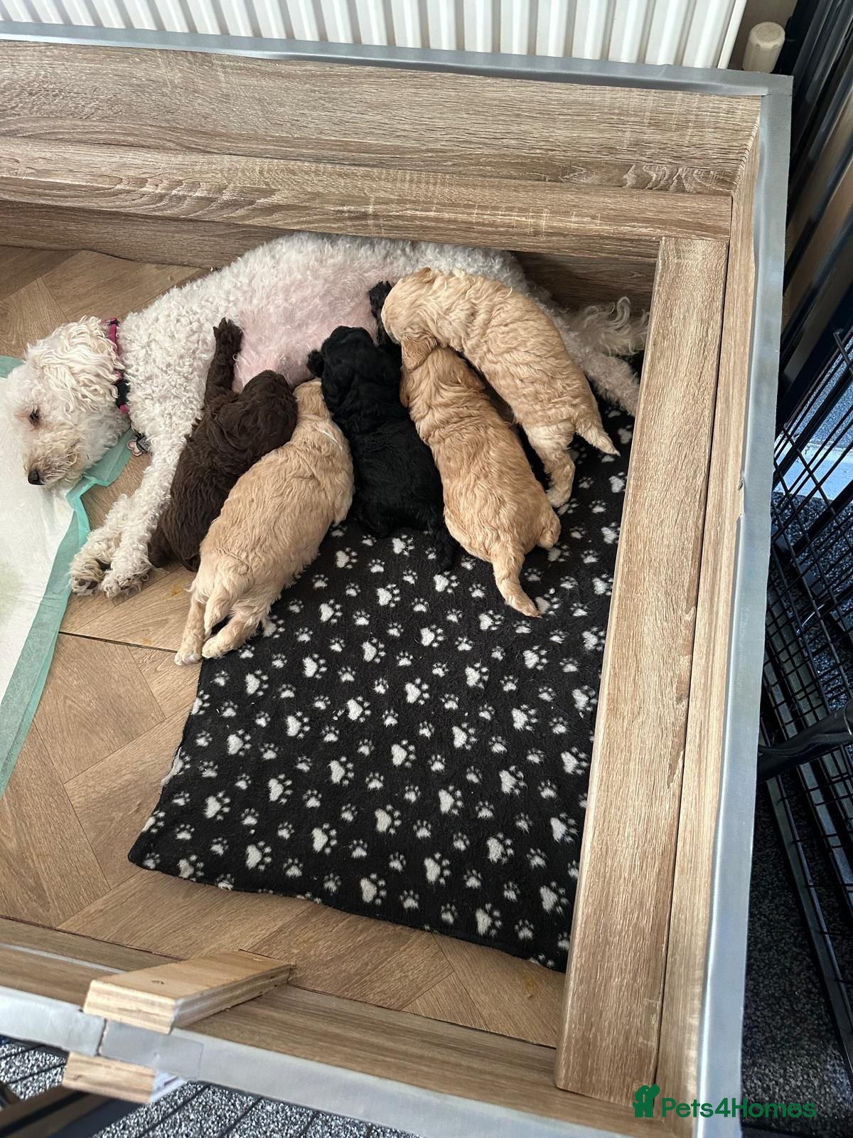 Poochon dogs Poochon Puppies (both parents health tested) - Advert 1