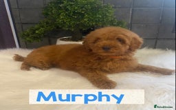 Miniature Poodle dogs for sale: Gorgeous Red Minature Poodles Puppies  - Image 27