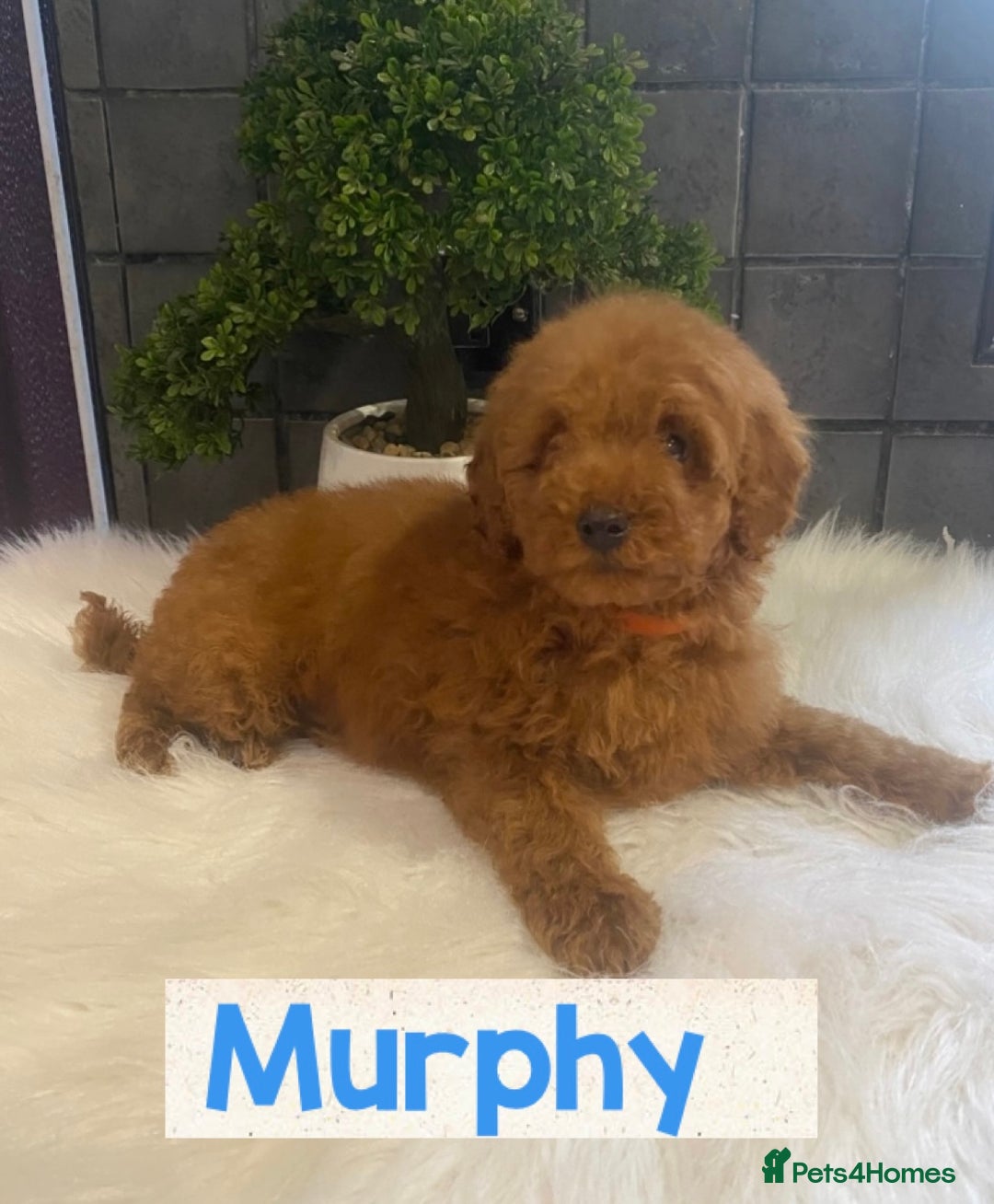 Miniature Poodle dogs for sale: Gorgeous Red Minature Poodles Puppies  - Image 27