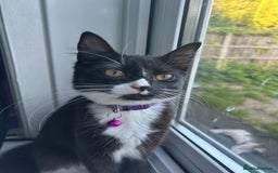 Mixed Breed cats for sale: Female kitten looking for home - Image 2