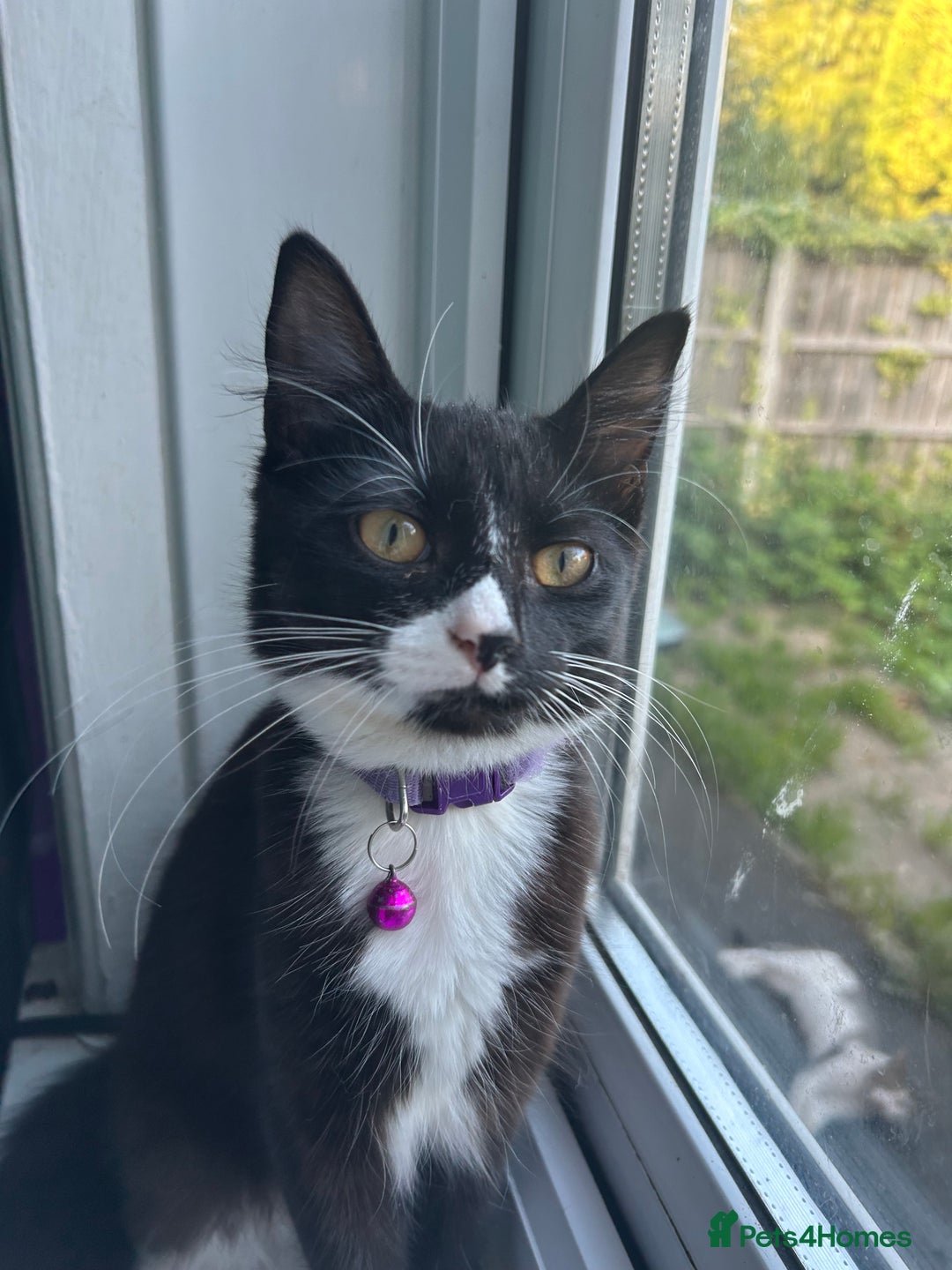 Mixed Breed cats for sale: Female kitten looking for home - Image 2