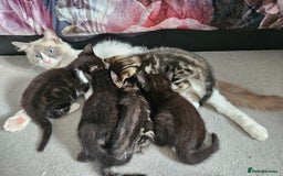 Ragdoll cats for sale: Ragdoll X Kittens - Ready to leave - Image 1