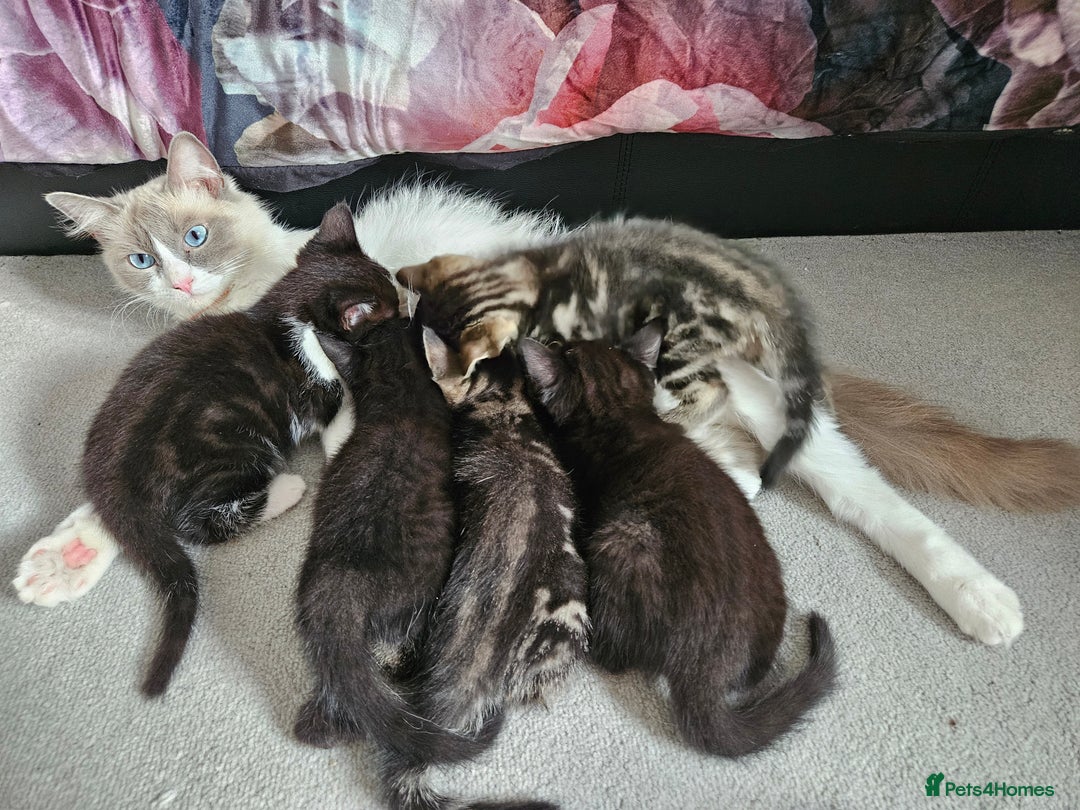 Ragdoll cats for sale: Ragdoll X Kittens - Ready to leave - Image 1