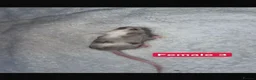 Mouse rodents for sale: Baby mice  - Advert 22
