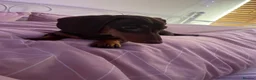 Miniature Dachshund dogs for stud: Slinky! in Llanelli - Advert 2