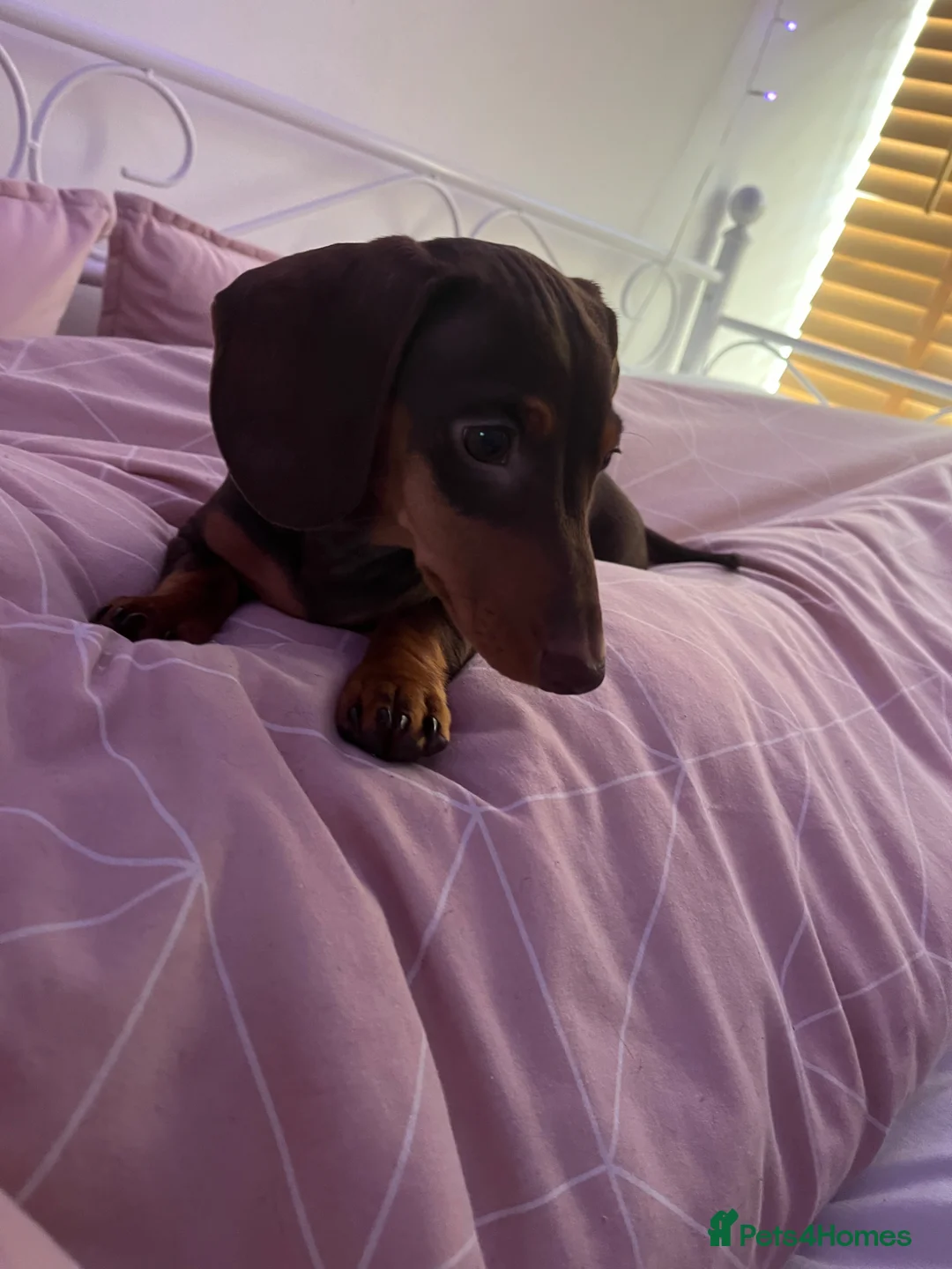 Miniature Dachshund dogs for stud: Slinky! in Llanelli - Advert 2