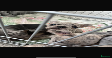 French Bulldog dogs - Advert 10