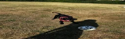 Cockerdor dogs for sale: Bentley Brown  - Advert 3