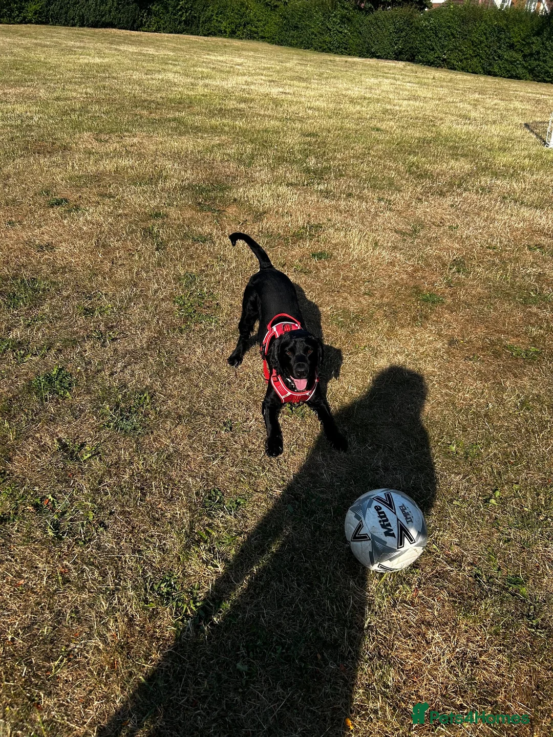 Cockerdor dogs for sale: Bentley Brown  - Advert 3