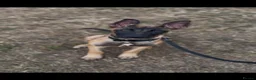 Belgian Shepherd Dog dogs for sale: 6 month old Dutch Herder for sale - Advert 4