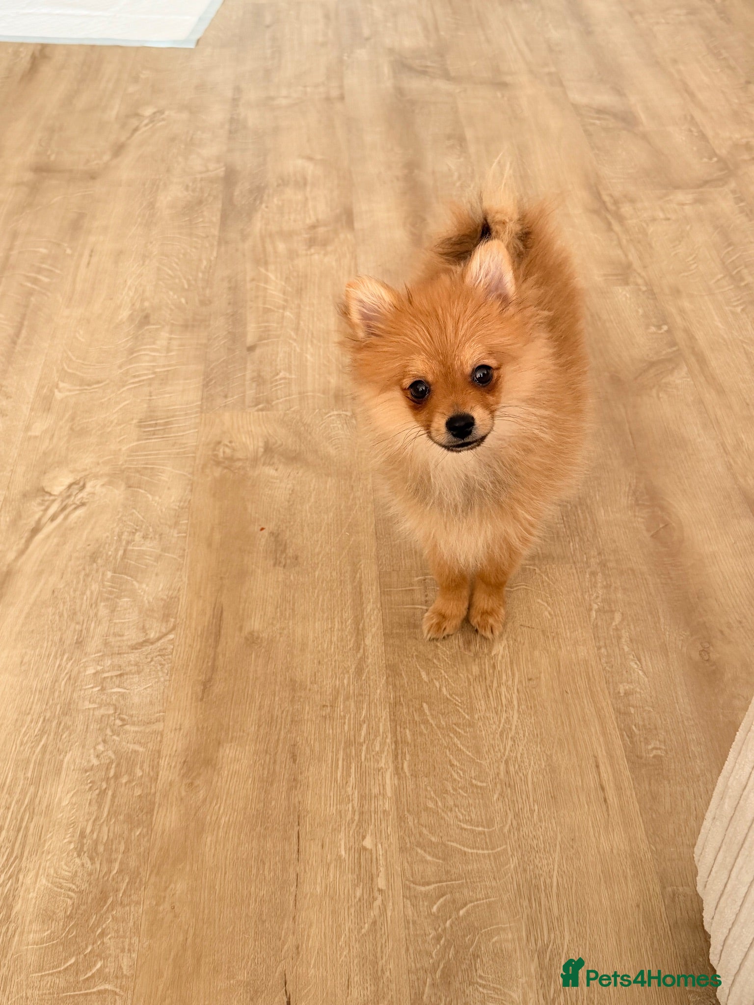 Pomeranian dogs Hi I’m Betsy the Pom  - Advert 1