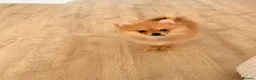 Pomeranian dogs for sale: Hi I’m Betsy the Pom  - Advert 1
