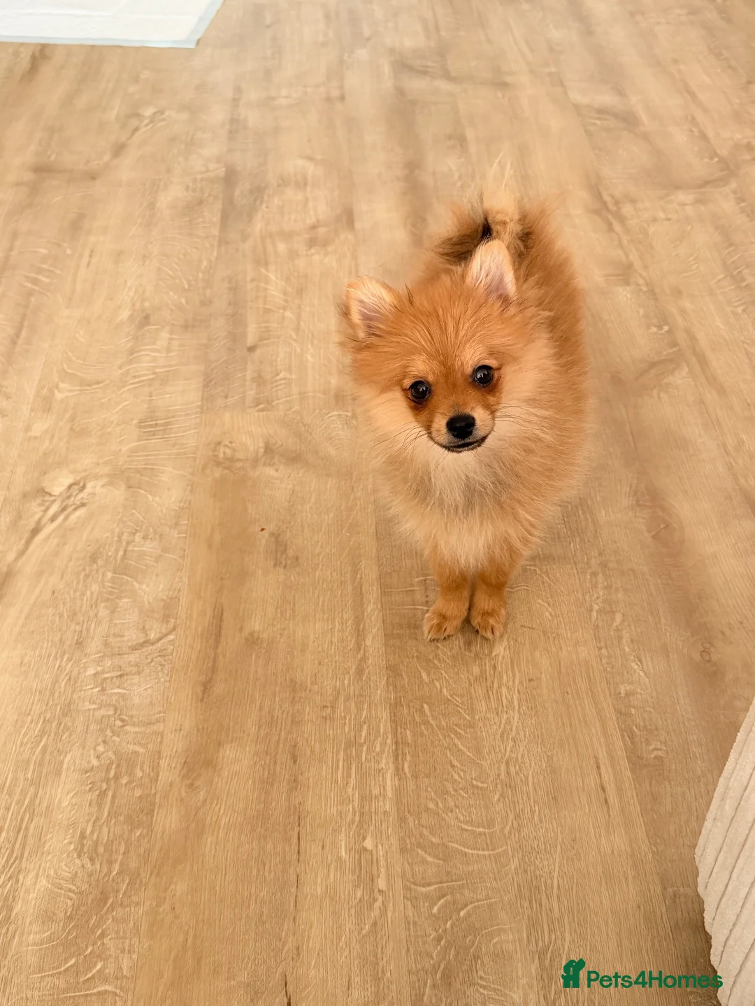 Pomeranian dogs for sale: Hi I’m Betsy the Pom  - Advert 1