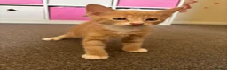 Mixed Breed cats for sale: Ginger male kitten ready to go  - Advert 1