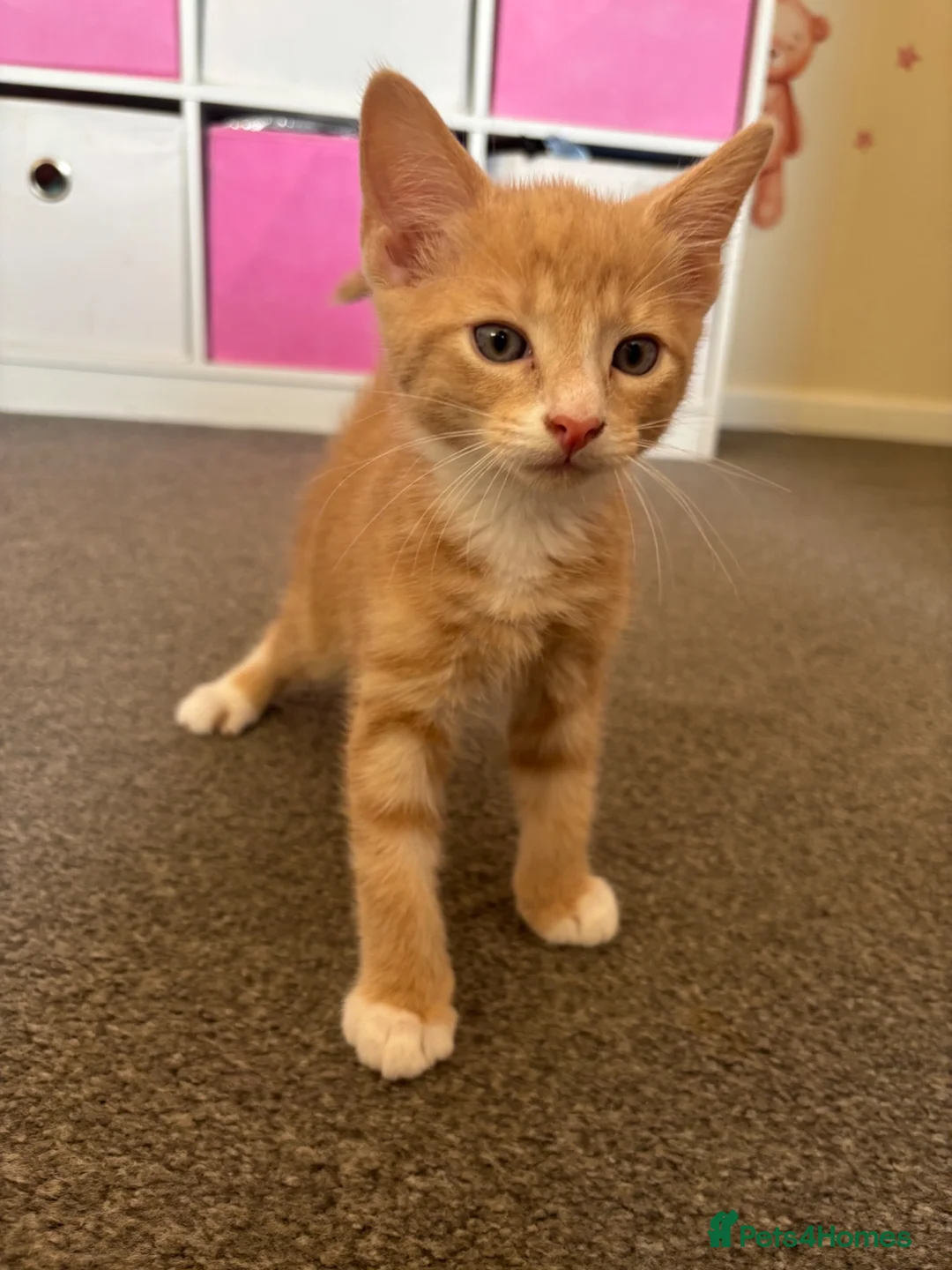 Mixed Breed cats for sale: Ginger male kitten ready to go  - Advert 1