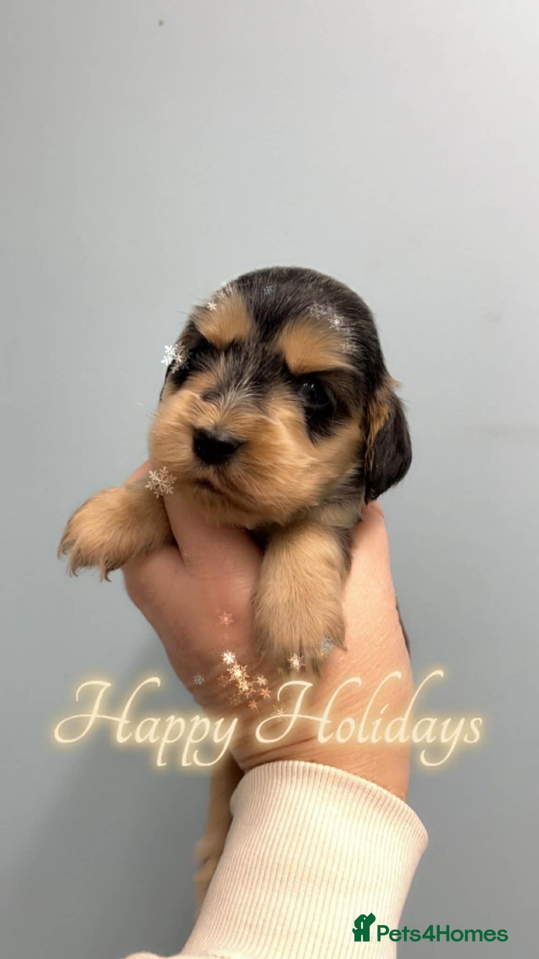 Cocker Spaniel dogs for sale: Show cocker spaniels - Advert 8