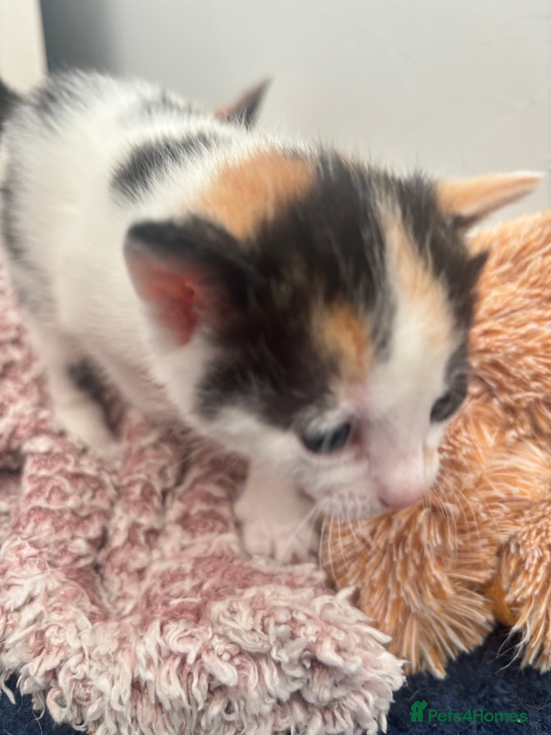 Mixed Breed cats for sale: Gorgeous kittens  - Image 7
