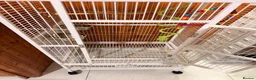 Budgerigars birds for sale: Two Budgies with Cage and Accessories in London - Advert 11