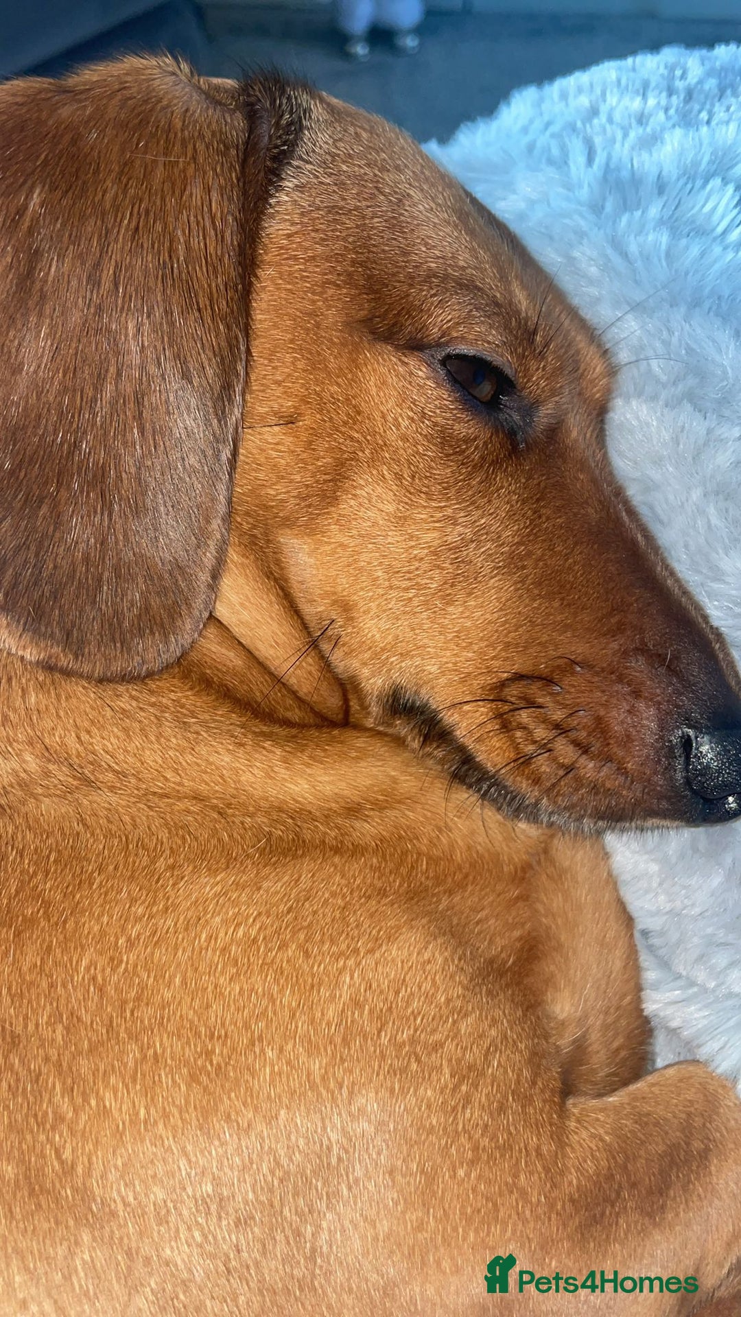 Dachshund dogs for sale: Puppies for sale!!  - Advert 3