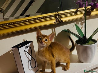Abyssinian cats 🏆🥇🏵️Top Quality Champion Lines Abyssinian - Advert 5