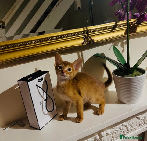 Abyssinian cats 🏆🥇🏵️Top Quality Champion Lines Abyssinian - Advert 3