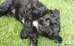 Australian Labradoodle dogs for sale: Health-tested Australian Labradoodle puppies - Image 31