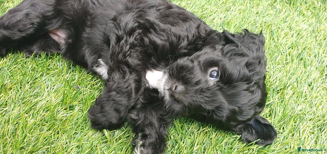 Australian Labradoodle dogs for sale: Health-tested Australian Labradoodle puppies - Image 31