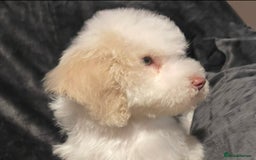 Labradoodle dogs for sale: Therapy breeder 5th gen miniature F1bbbb - Image 12