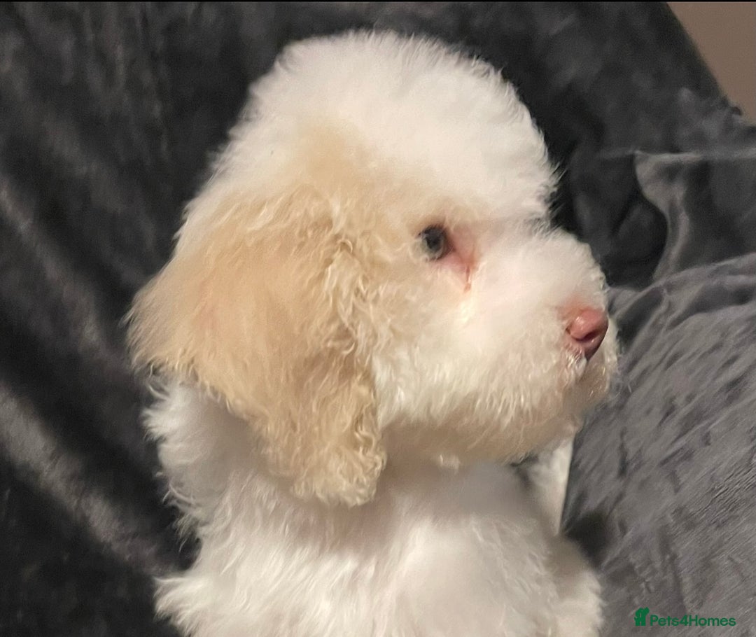 Labradoodle dogs for sale: Therapy breeder 5th gen miniature F1bbbb - Image 12