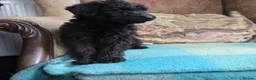 Labradoodle dogs for sale: Labradoodle Puppies Last 2 Boys Price Reduced - Advert 15