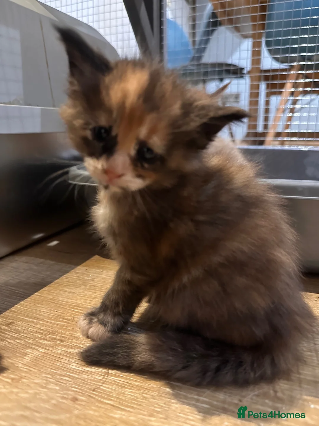Maine Coon cats for sale: TICA registered Maine Coons - Advert 21