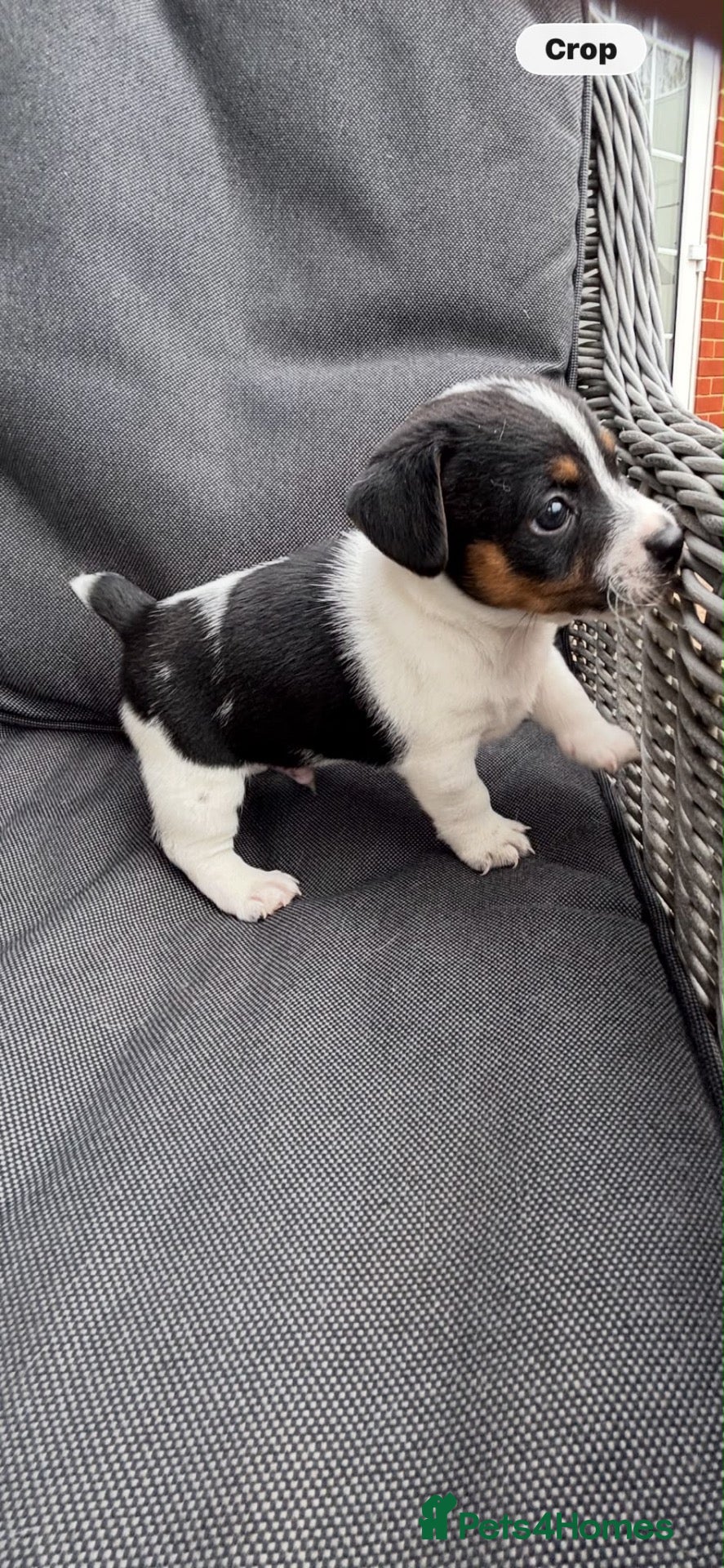Jack Russell dogs Jack Russell pups  - Advert 1