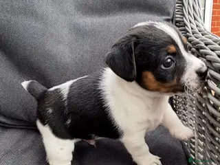 Jack Russell dogs Jack Russell pups - Advert 18