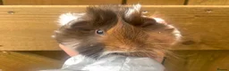 Mini Lop rabbits for sale: Long Haired Guinea Pigs For Sale  - Advert 11