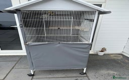 Cockatiels birds for sale: Cocktail for sale - Image 4