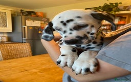 Dalmatian dogs for sale: Absolutely stunning liver puppy  - Image 19