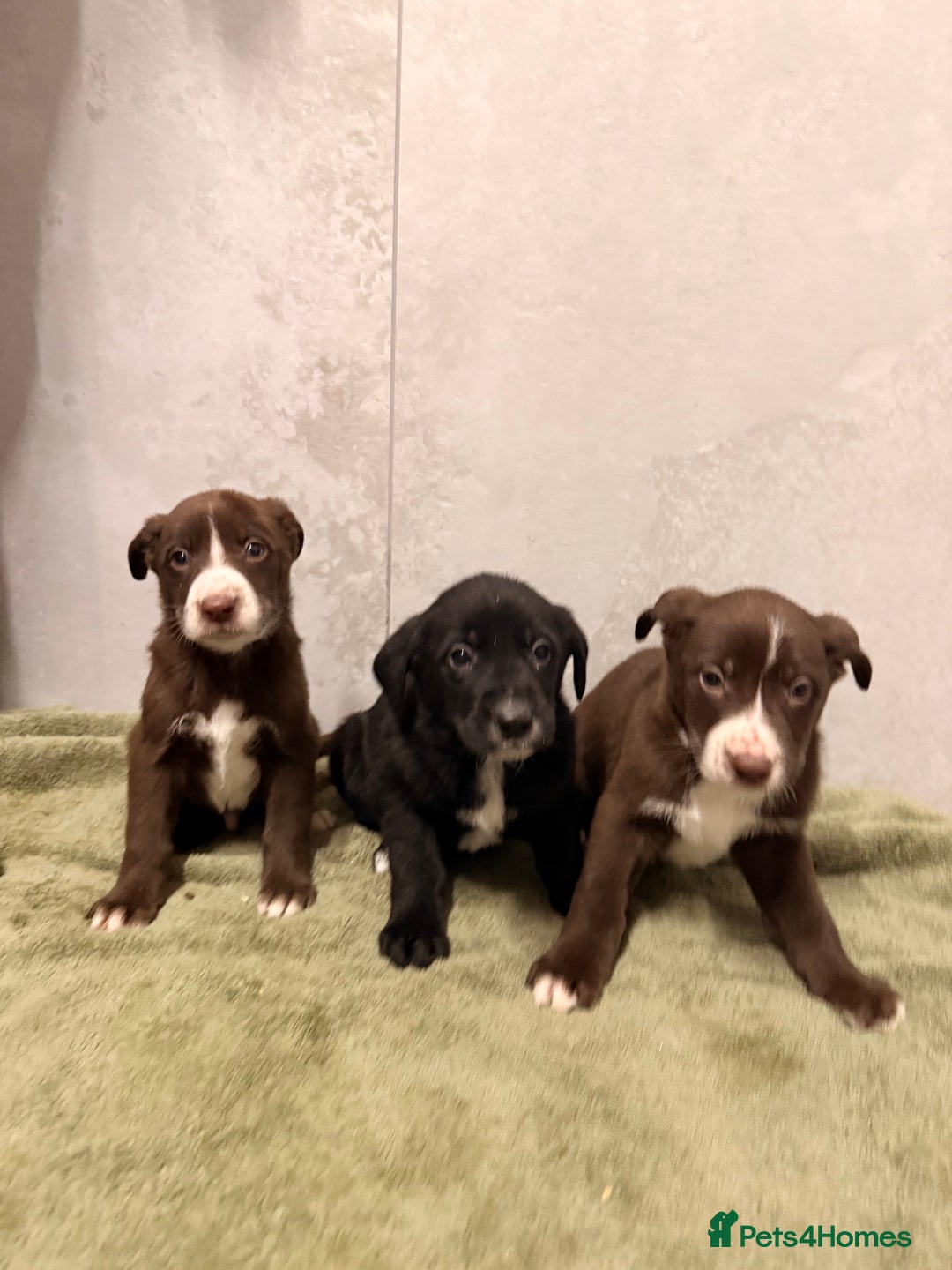 Mixed Breed dogs for sale: SURPRISE SURPRISE  - Advert 4