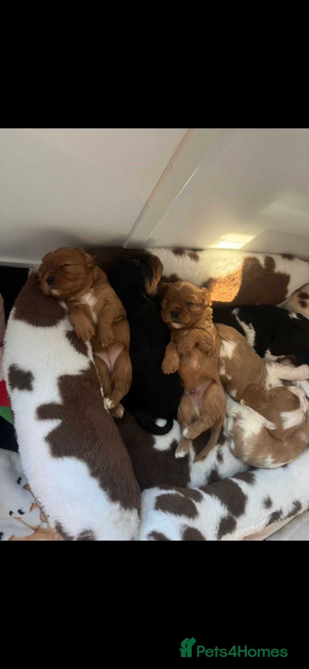 Cavalier King Charles Spaniel dogs for sale: 💫CKC STUNNING PUPPIES HEALTH TESTED 💫 - Advert 5