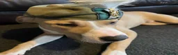 Mixed Breed dogs for stud: FOR STUD in Perth - Advert 3