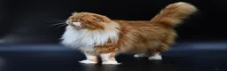 Scottish Fold cats for stud: RoyalOwl Yoshi: Scottish Fold Longhair Stud  - Advert 2