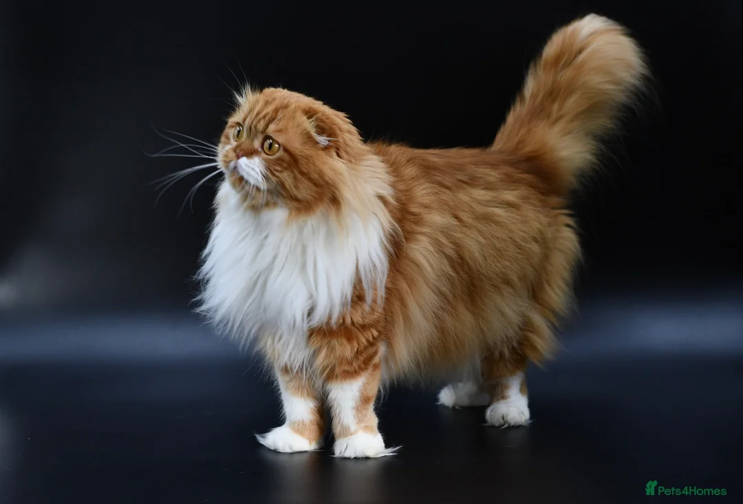 Scottish Fold cats for stud: RoyalOwl Yoshi: Scottish Fold Longhair Stud  - Advert 2
