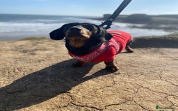 Dachshund dogs for sale: Daschund  - Image 12