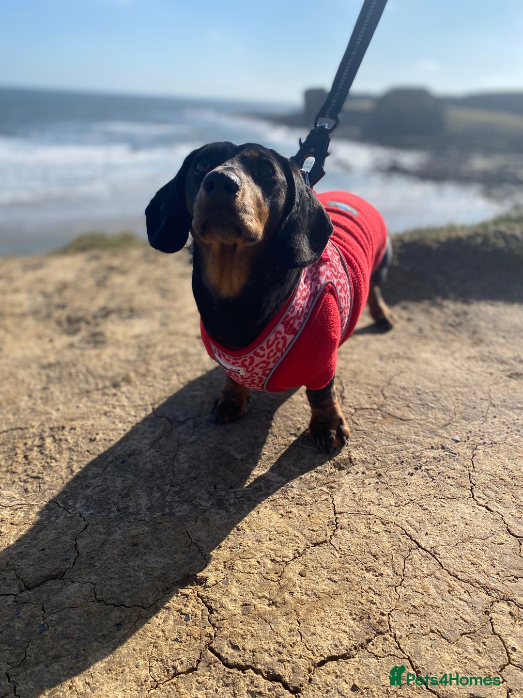 Dachshund dogs for sale: Daschund  - Image 12