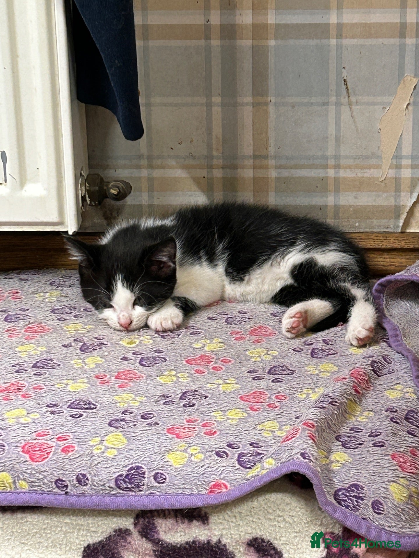 Mixed Breed cats Beautiful black and white farm kitten - Advert 20